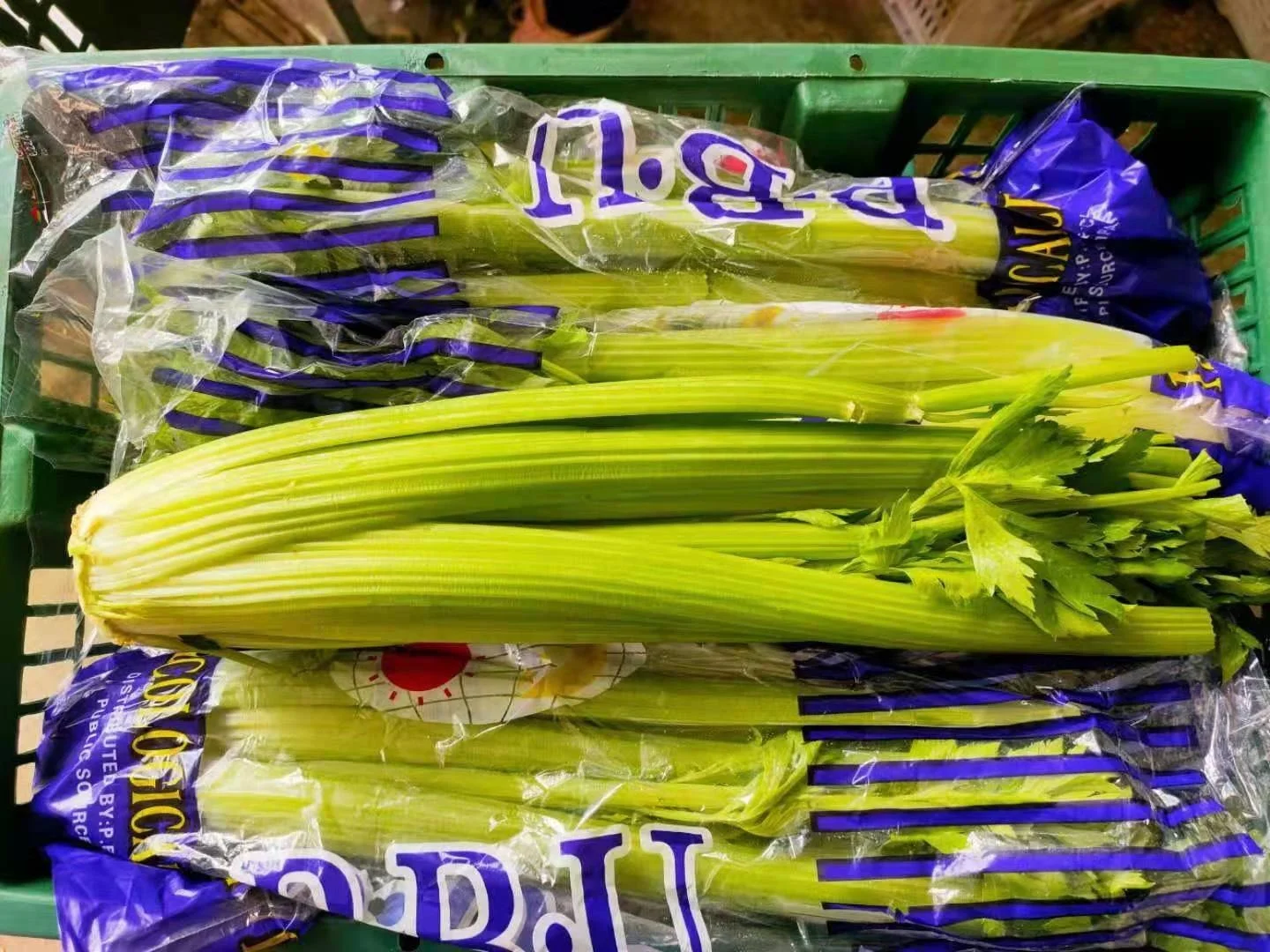 2021 new crop  Fresh Green Celery from China  factory price fresh celery  hot sale Chinese celery