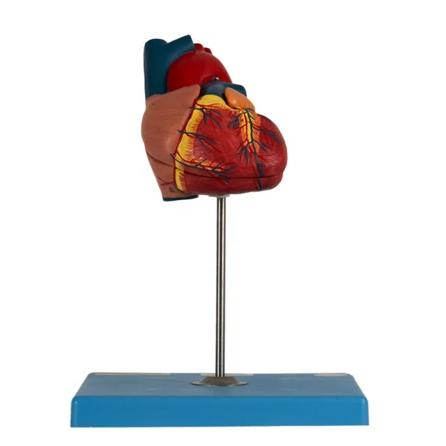 Medical science General Doctor Child Heart Anatomical Model
