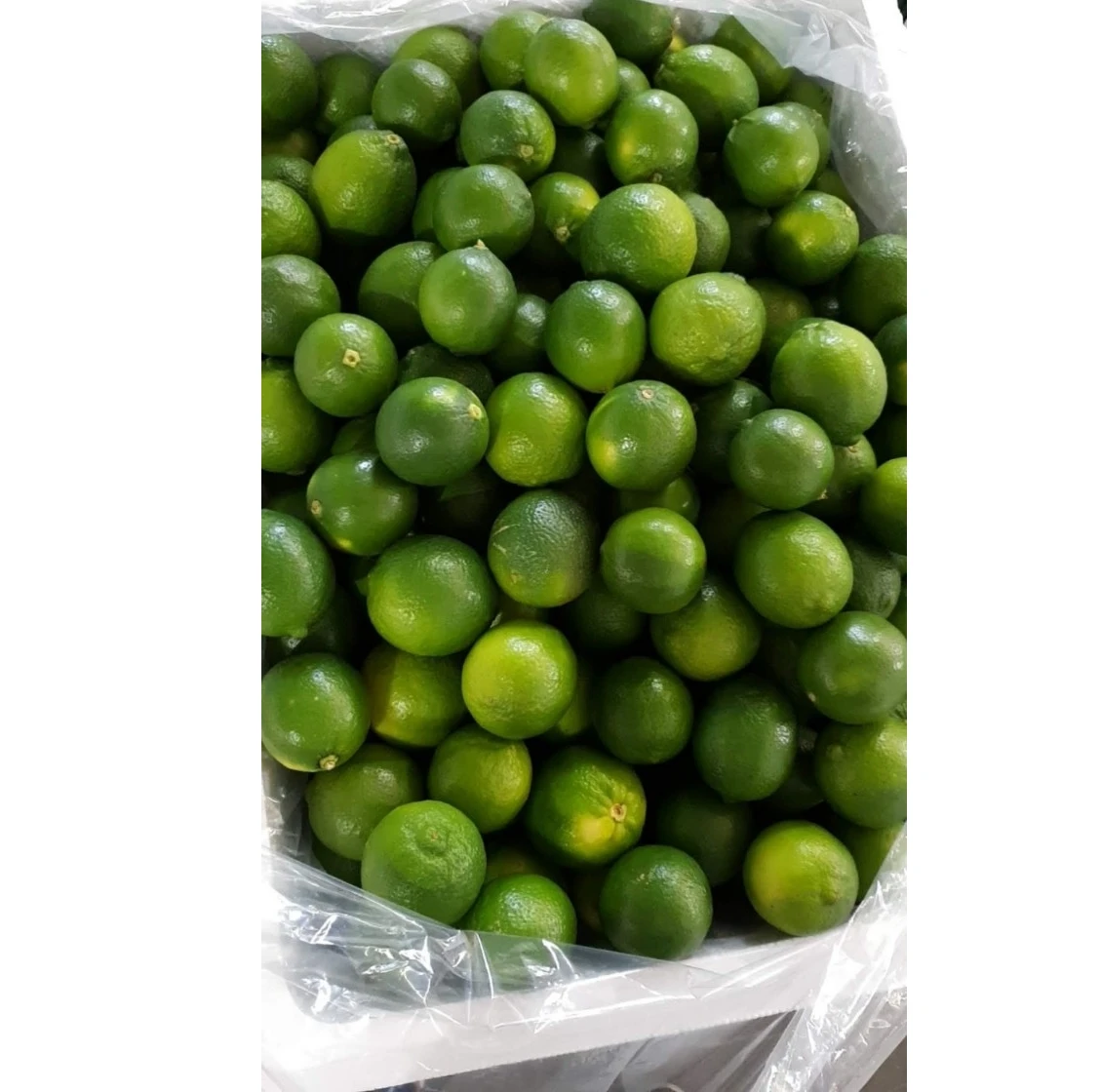 Hot Sale Fresh Green Seedless Lime Seedless lemons - 100% Wholesale price lemon from Vietnam