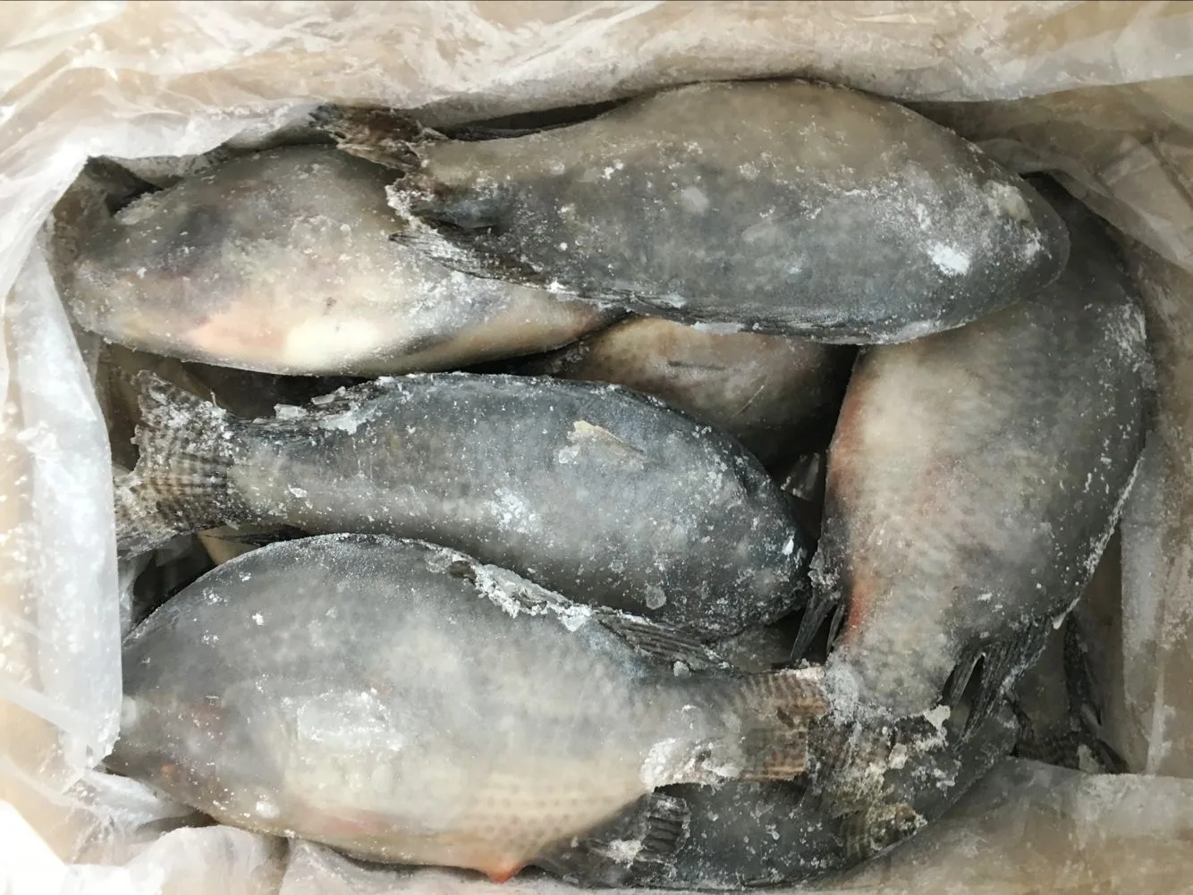 Top Ten Suppliers of Alive Tilapia Fish Frozen Tilapia Whole Round with Competitive Price and Stable Supply