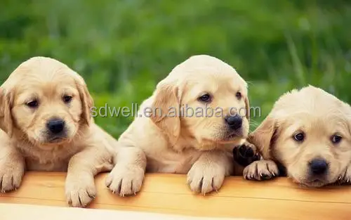 High Quality Feed Additives Probiotics With Digestive Enzymes For Dog And