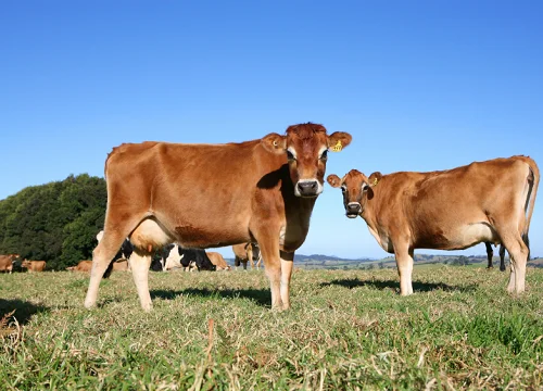 Jersey cows
