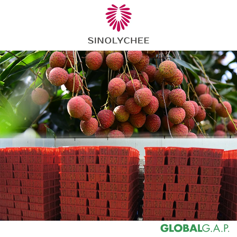 Good Quality Wholesale Fresh Lychee Litchi Lichee from China