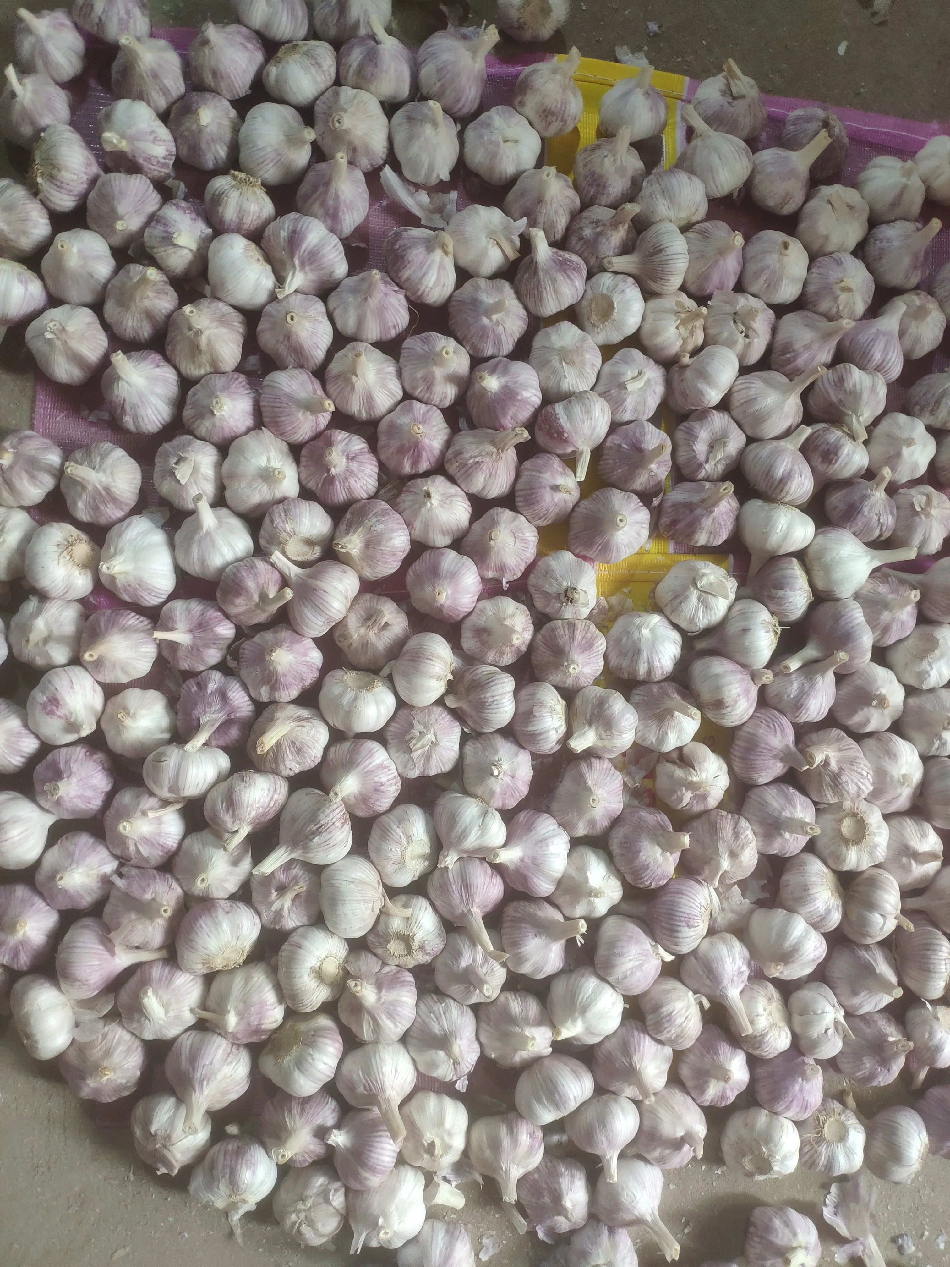 Chinese fresh normal white garlic fresh vegetables and pure white garlic for export