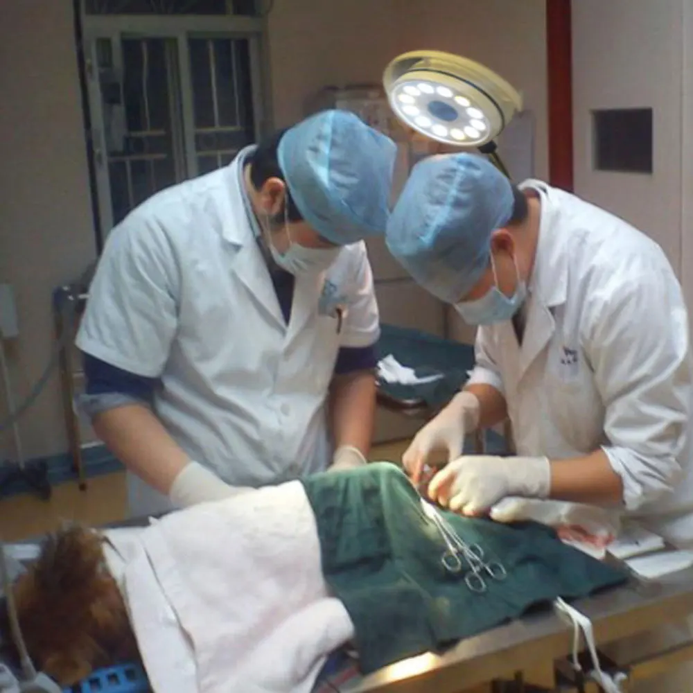 Hospital Clinic Adjustable Portable Floor Stand Examination Led Veterinary Operation light Mobile Vet Lamps