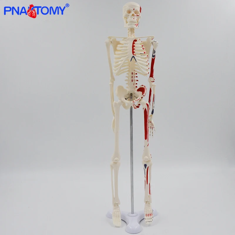 45cm Human Skeleton Model with Muscles Anatomy Model Medical Science Spine and Skeleton