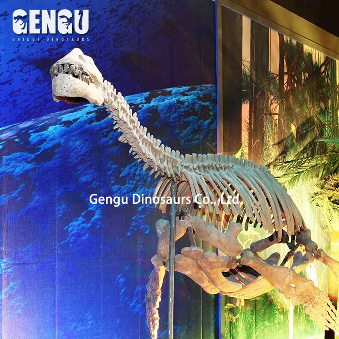 Plesiosaur Dinosaur Skeleton For Museum