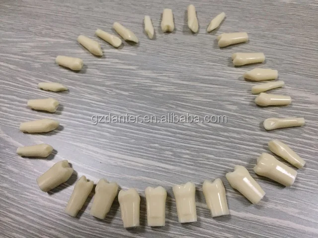 High quality practice teeth model 28 or 32 replacement tooth for practicing
