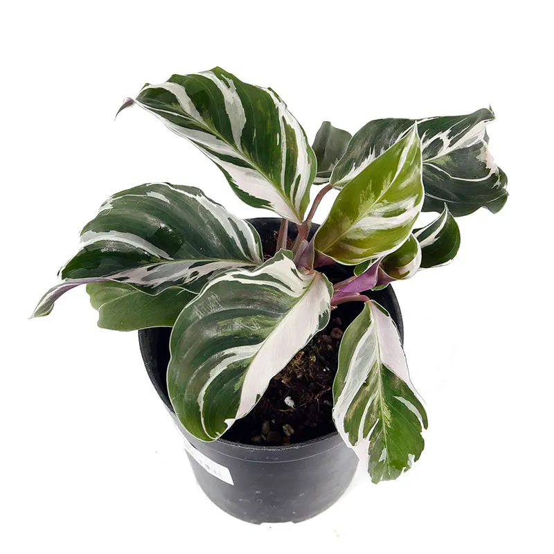 Оптовая продажа белое комнатное Горшечное зеленое растение Calathea Fusion для детской