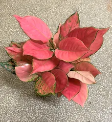 wholesale Aglaonema Auspicious red ornamental plant
