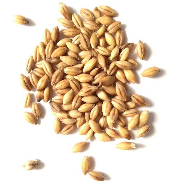 Barley Grain Kazakhstan Wholesale Natural Organic First Grade Animal Feed Barley 50 Kg Bag Packaging Barley Seeds Cereal Grain