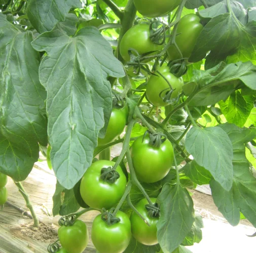 Детермированный Гибрид F1 семена