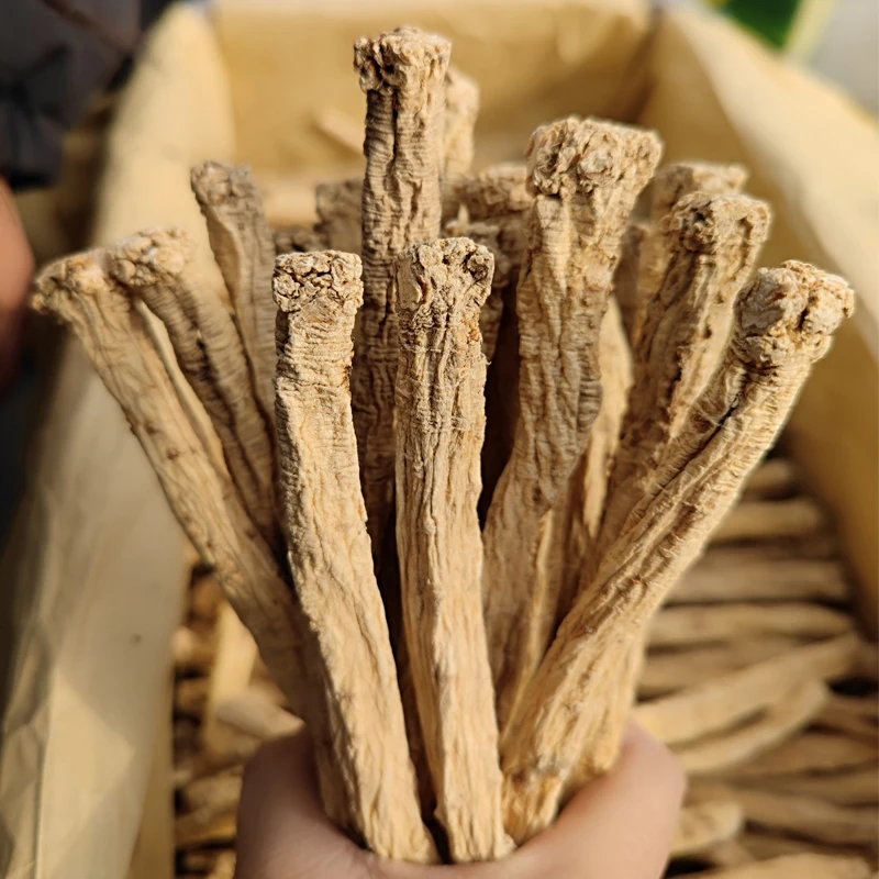 Wholesale artificial second class Chinese herb dangshen dried codonopsis health food Gansu Zhongzai