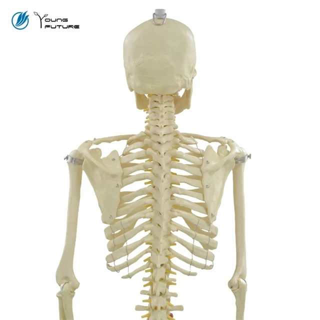 170cm Human Body Anatomy Bone Skeleton Model
