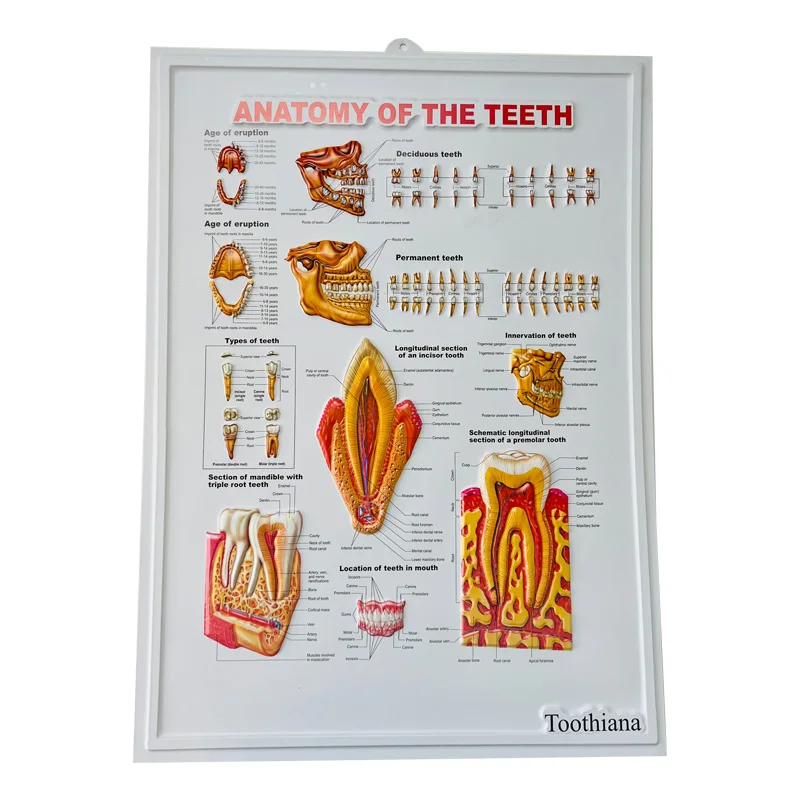 Medicine adverting custom medical charts 3d embossed dental medical poster tooth anatomical model