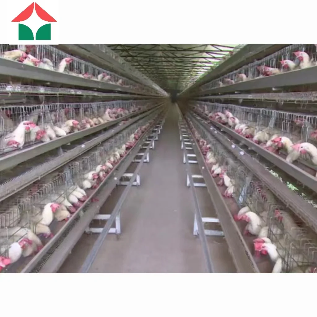 poultry farm design layout of layer chicken farm