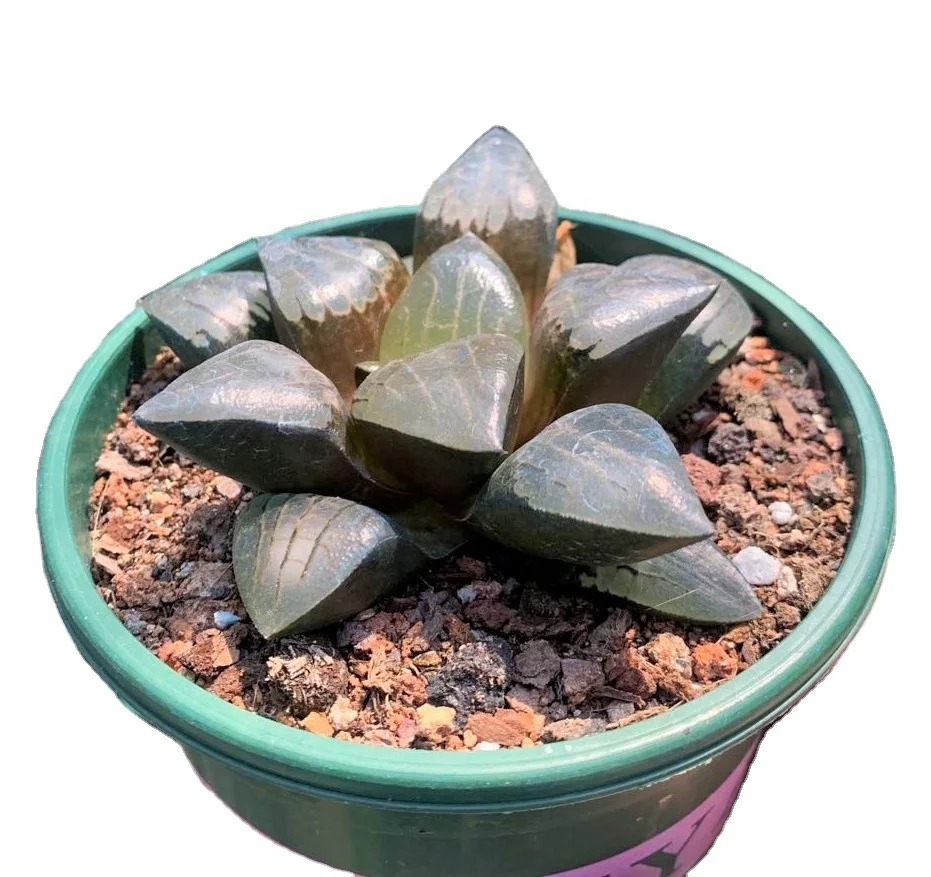 
Wholesale promotion Succulent Haworthia magnifica v.atrofusca natural live plants real succulent bonsai 