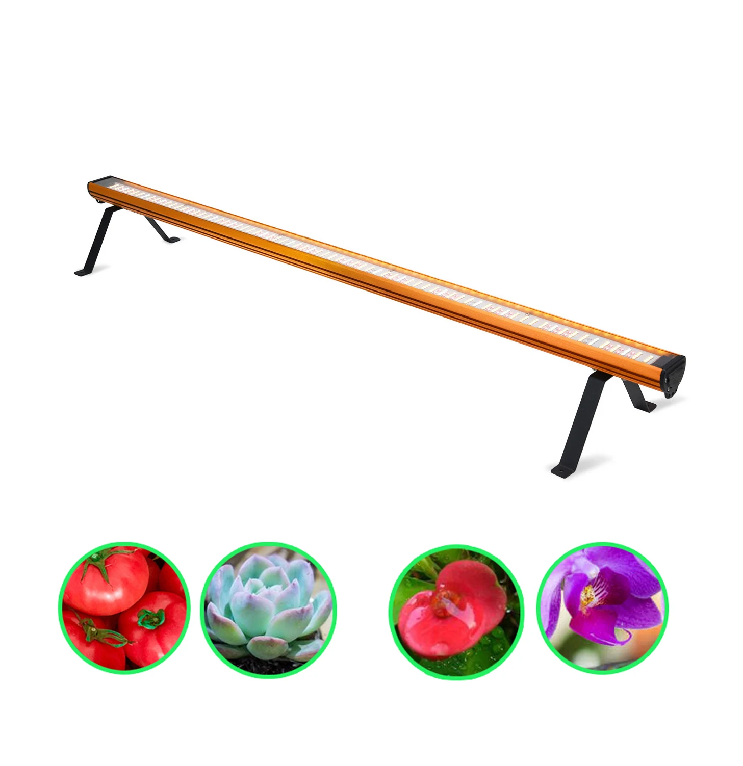 100w 120w under canopy led grow light 301h evo uva led grow light from china blue red grow light bar