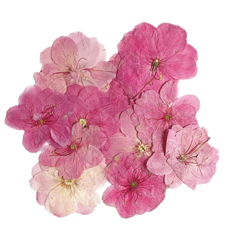 High-Quality Small Dried Flowers Sakura Blossom Real Dried Pressed Cherry Blossom