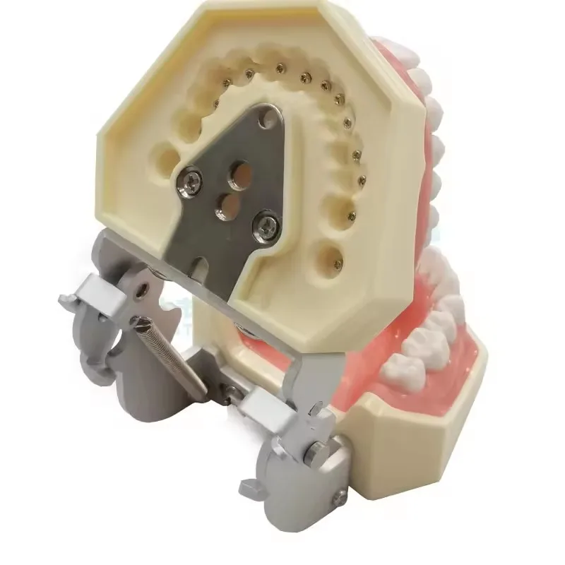Dental study dental model teeth model dental school 28pcs teeth with screw dental restoration jaw model