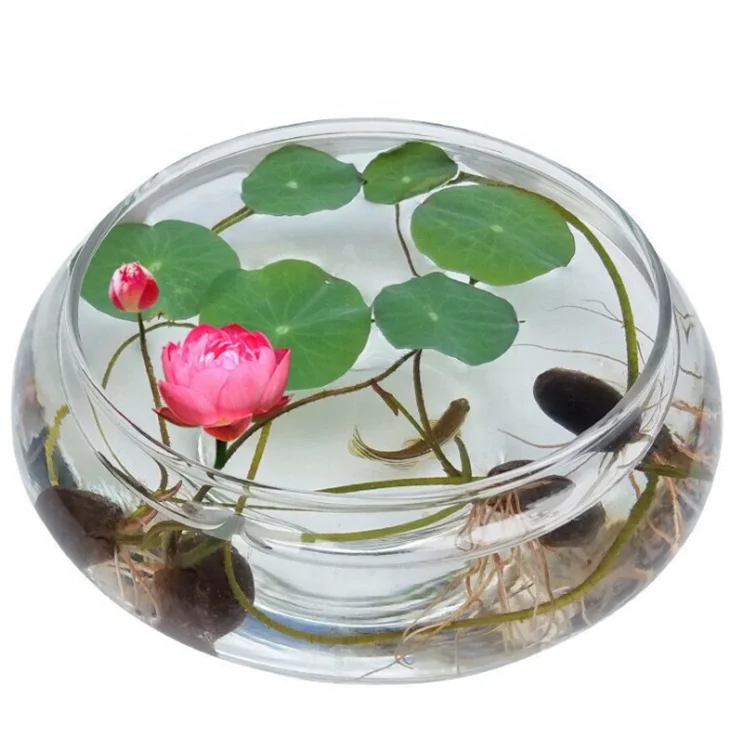 
Wan lian All Kinds of Color Bowl Lotus Seeds for Growing 