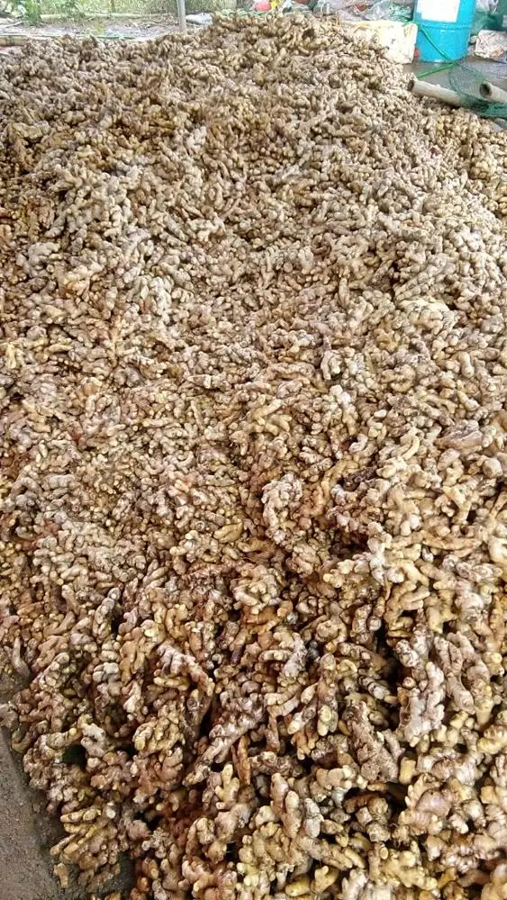 Best Price Fresh Ginger High Quality With Competitive Price From Vietnam Ready from November Packing Mesh Bag