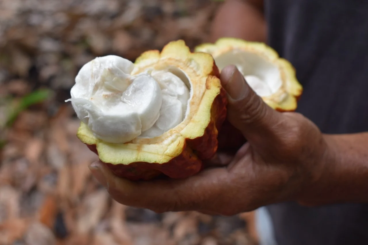 Superior Grade Peruvian Natural Raw Cacao Powder Ideal Food Industry Use