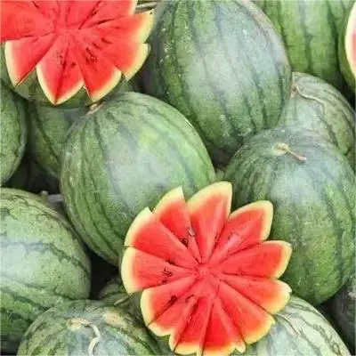 Fresh Seasonal Fruits Vietnamese Watermelons Picked Freshly Sweetened Fresh Watermelons