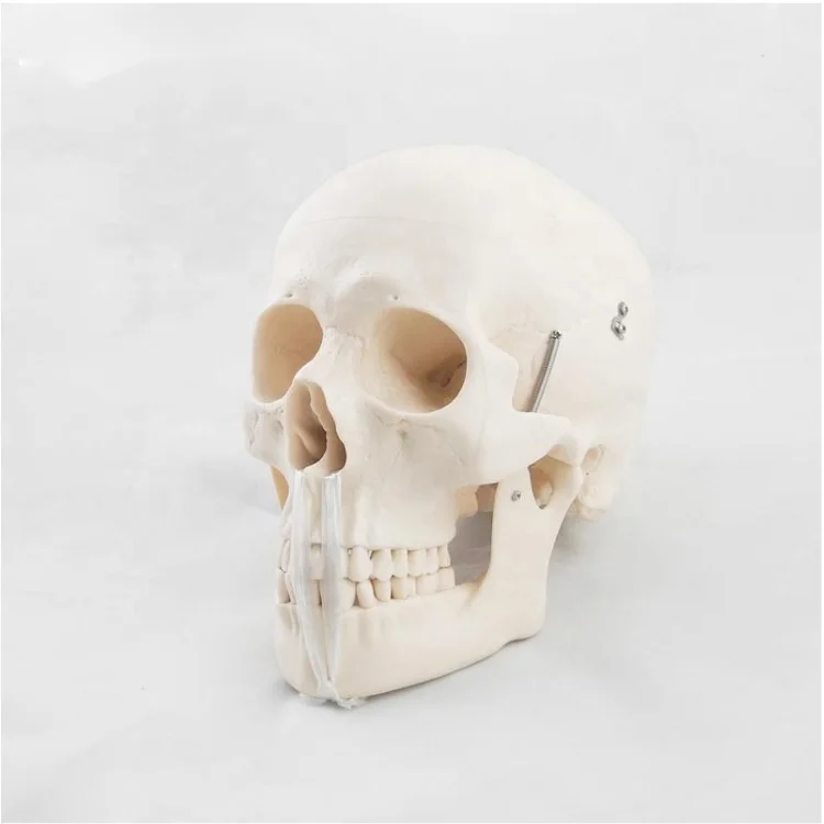 TZ Education Medical Science Medical Anatomical Life-Size Human Skull Model skull 3d model