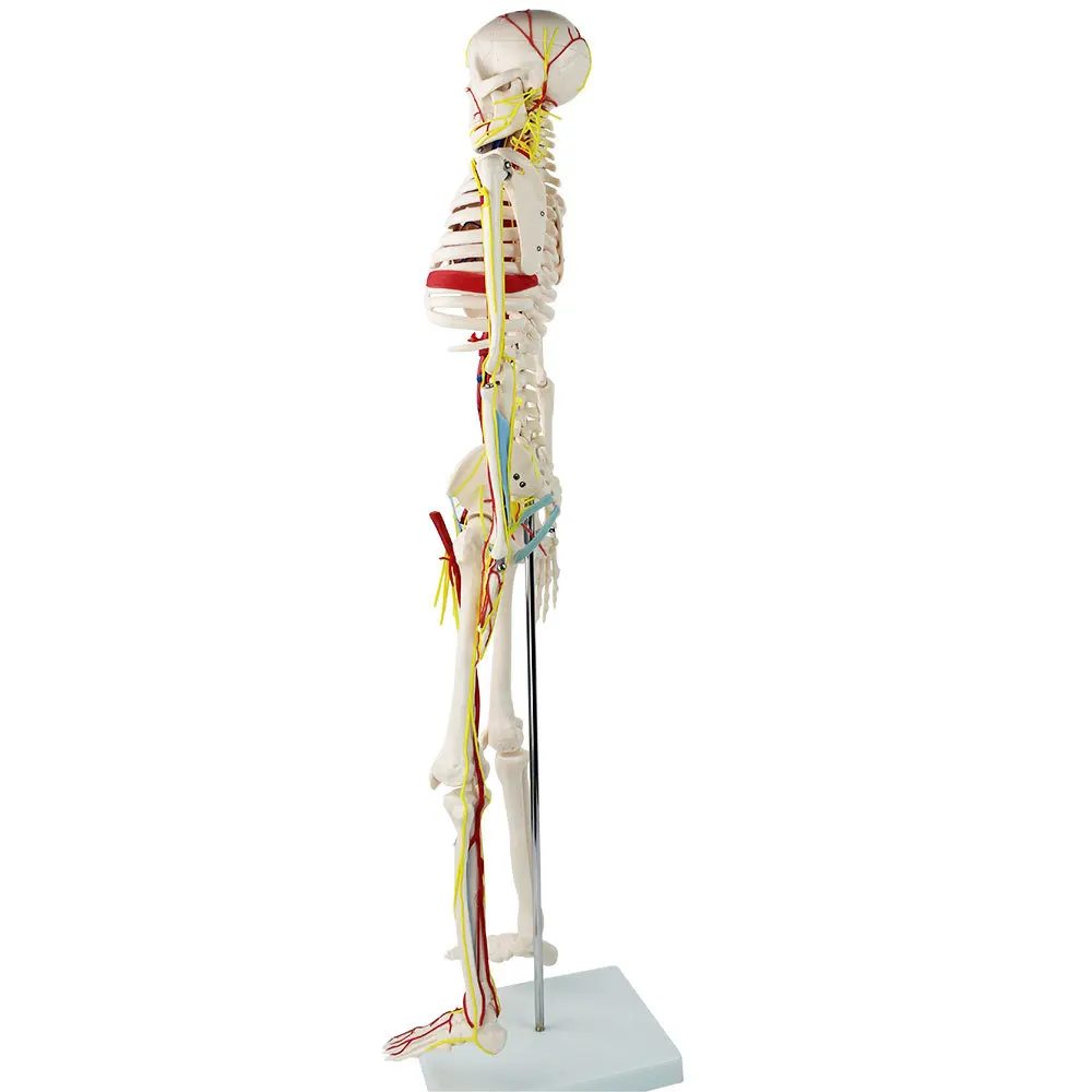 Medical School Teaching Resources Flexible PVC Simulated 85cm Human Skeletal Anatomy Model With Heart Spine Nerves Blood Vessels