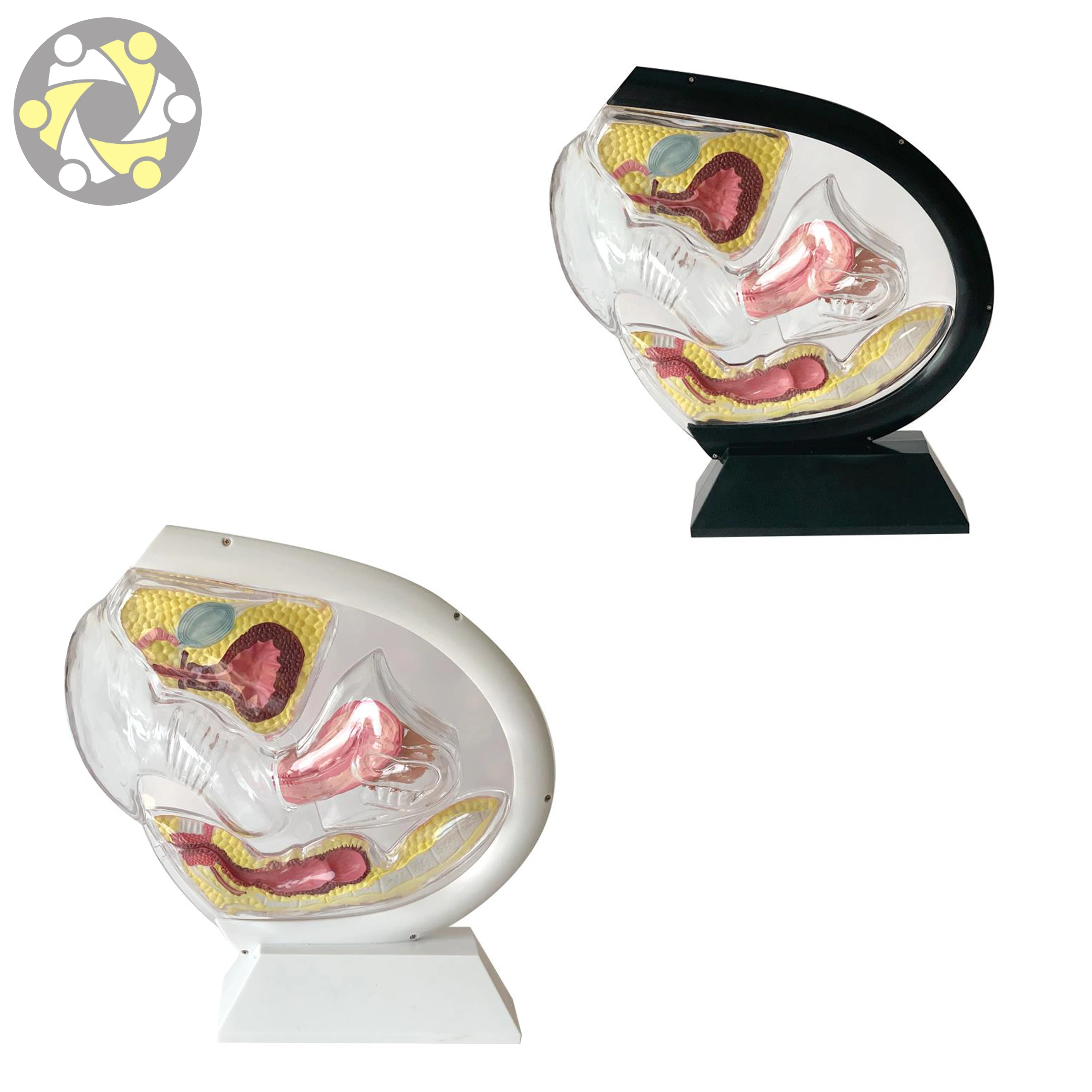 Medical Science Menstrual Cup Demonstration Female Transparent Uterus Model with Organs