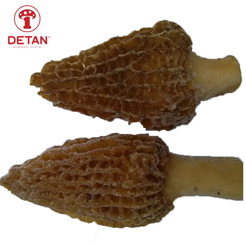 China Export frozen wild mushroom DETAN frozen Wild Morel Mushroom Wholesale Price