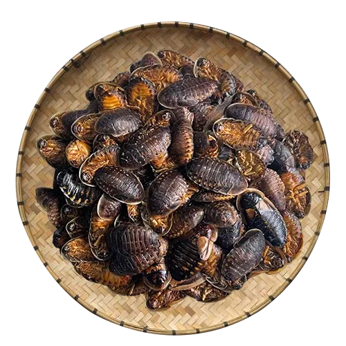 Dubia Cockroach Edible Bugs Animal Feed Edible Insects for Reptile Gecko Lizard