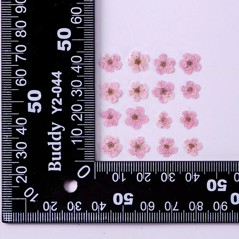 wholesale DIY material dry flower pressed Sorbaria sorbifoli flowers for resin Bookmark Jewelry and mobile phone case decoration