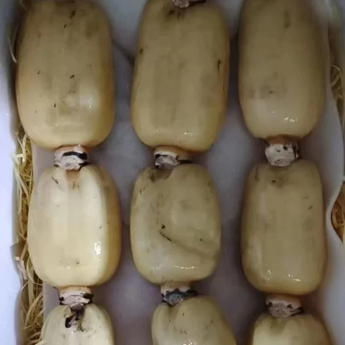 2023 autumn and winter fresh lotus root a large quantity of market powder waxy sweet