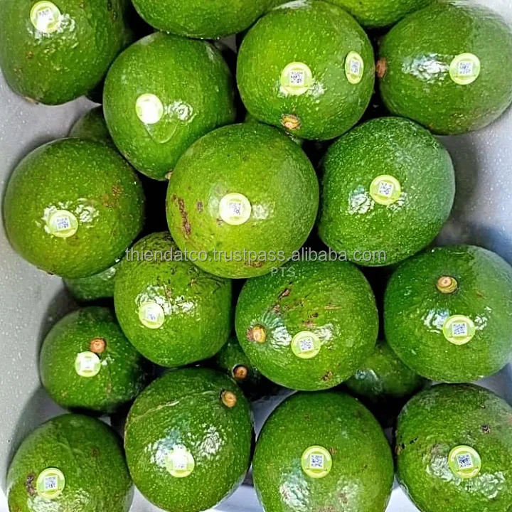 
HIGH QUALITY BOOTH ROUND AVOCADO VIETNAM 