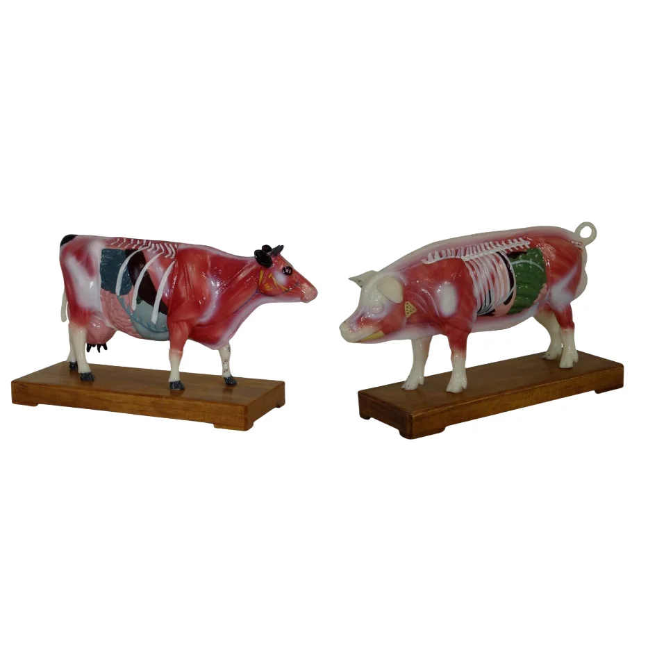 ADA Medical models Pig Acupuncture Model and Cattle Acupuncture Model For teaching and learning anatomy