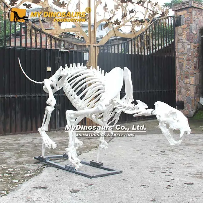 MY DINO AS-058 High Quality Animal Museum Park Lifesize Lion Skeleton