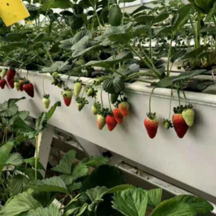  NFT гидропонное сельское хозяйство пластмассовый канал желоба для клубники садовая