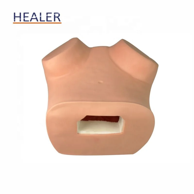 Модель гинекологического обследования, модель женских гениталий, гинекологический обучающий манекен