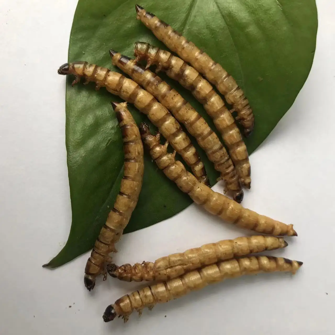 Съедобный суперчервь корм для домашних животных съедобные насекомые сушеный сухая Лига