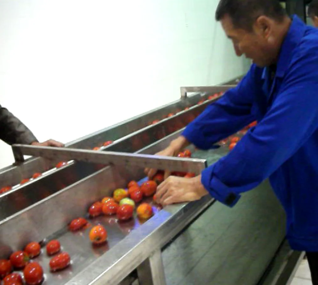 canned diced tomato  processing machindiced tomato canned fruit production line
