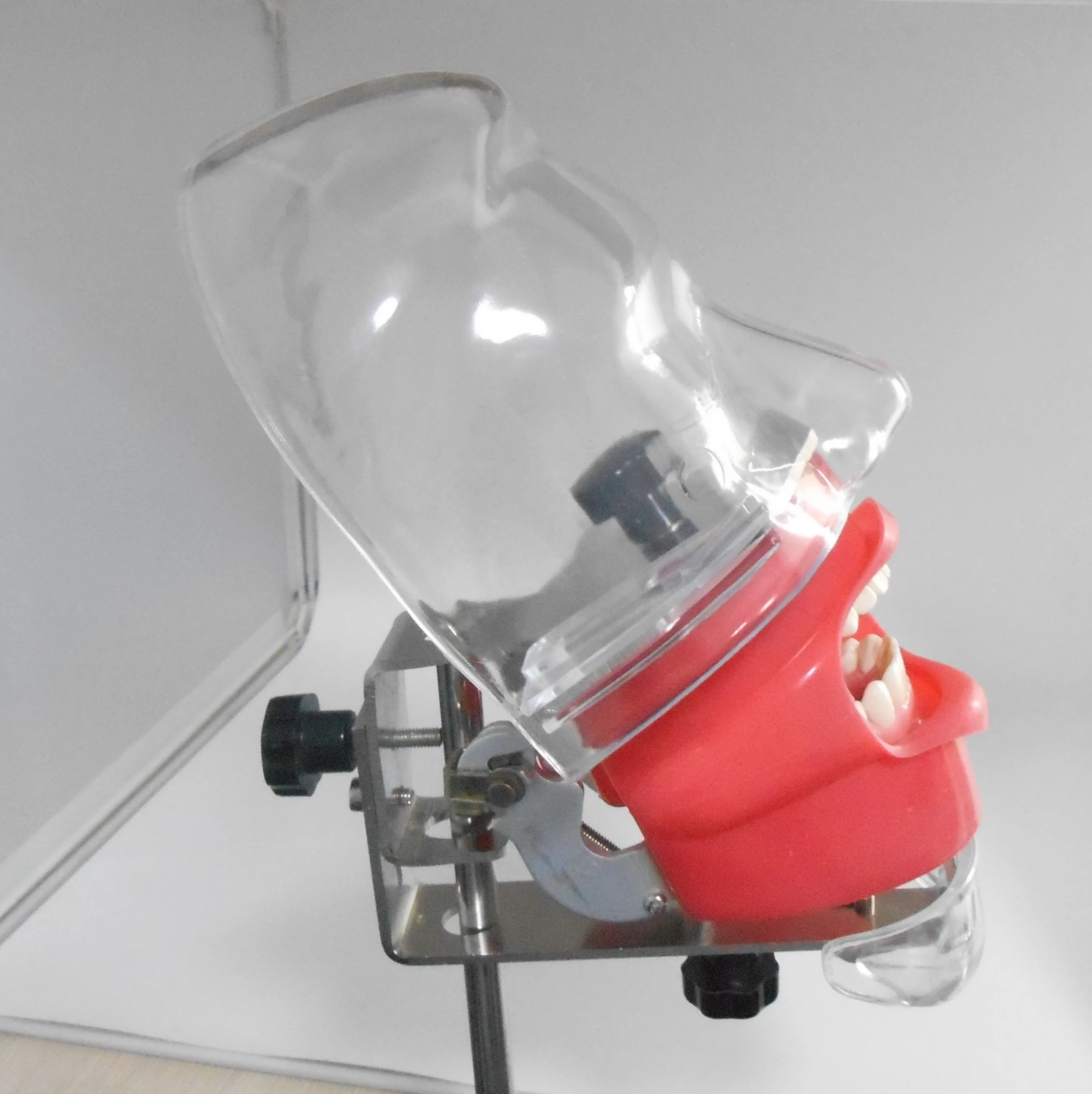 Cheap dental simple training Phantom head model