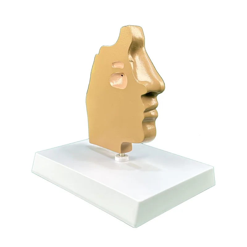 Human anatomical model, nasal cavity anatomical model