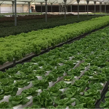 High quality and low price guarantee hydroponic PVC NFT channel for greenhouse hydroponic system from China