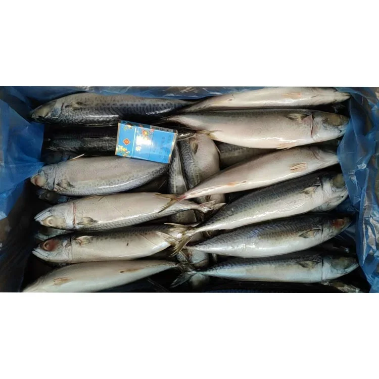 Norway Frozen Horse Mackerel /Pacific/Indian/Atlantic Mackerel Fish