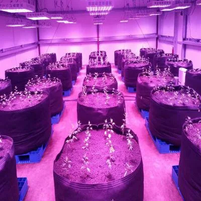 Lite High Quality LED Grow Lights 660nm Green House Full Spectrum LED Indoor Plant Light