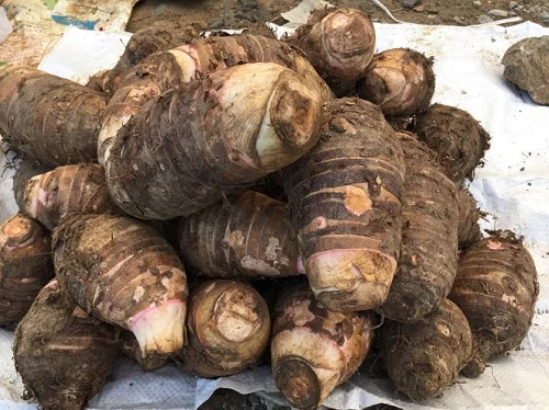 
Fresh Taro Quality Taro-Coco yams-cocoyams-FRESH TARO 40G/60G/80G/100G 
