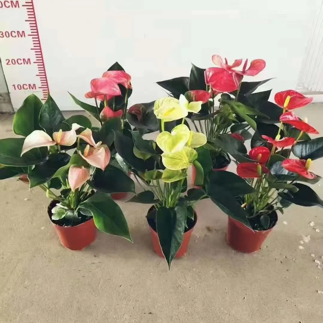 Good quality Anthurium plants mixed color Aglaonema live plants Indoor bonsai