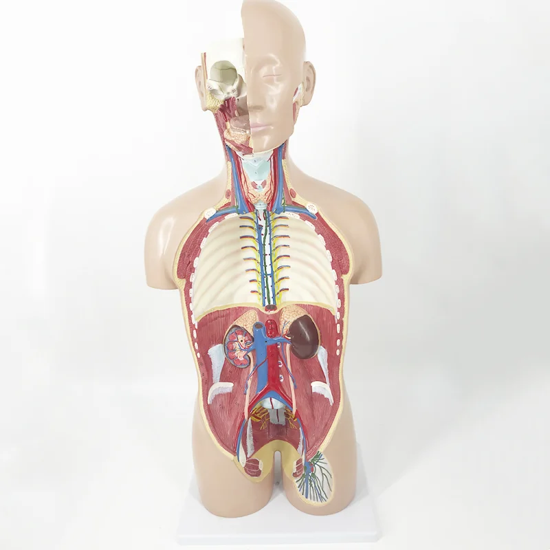 BMN/T011 85CM Dual Sex Human Torso Model 27 Parts mannequin torso anatomy